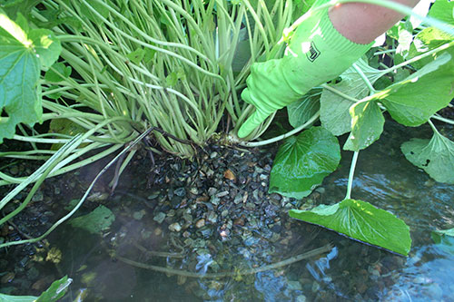 wasabi plant in water being checked